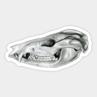 Possum Skull Sticker